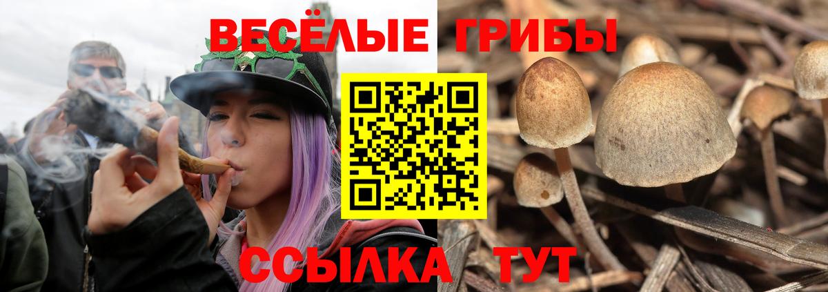 Галлюциногенные грибы Cubensis  Вход с VPN  купить наркотики цена  Галлюциногенные грибы ЛСД  Аша 
